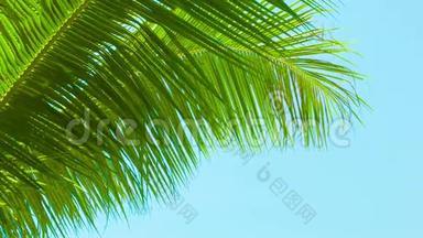 一阵微风<strong>吹拂</strong>着天空背景上的棕榈叶。 泰国