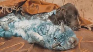 猫和狗睡在一起有趣的生活方式视频。 猫和狗在室内的友谊。 宠物友谊和爱猫