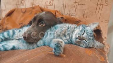 猫和狗是生活方式睡在一起的有趣视频。 猫和狗在室内的友谊。 宠物友谊和爱猫