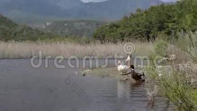 一群五颜六色的鸭子在水边和群山的背景下