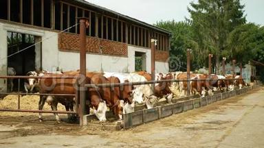 有机农场养殖奶牛，饲喂干草青贮宠物，奶牛，捷克荣誉Fleckvieh品种，奶牛品种