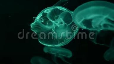 4K. 一组荧光水母在水族馆游泳池游泳。 透明水母水下镜头发光的美杜莎移动