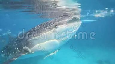 鲸鲨在水下被喂食磷虾