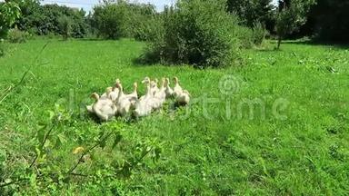 许多小鸭子在农场的绿色草地上跑来跑去吃东西