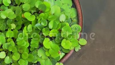 视频绿色热带水生植物粘土罐水下