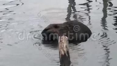 海狸在乌斯怀亚干旱的原木和树木的背景下在水坝里吃东西。