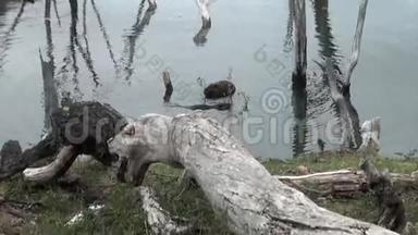 海狸在乌斯怀亚干旱的原木和树木的背景下在水坝里吃东西。