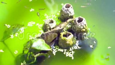视频小狗鱼在绿水中游泳。 装饰的小<strong>鱼池</strong>