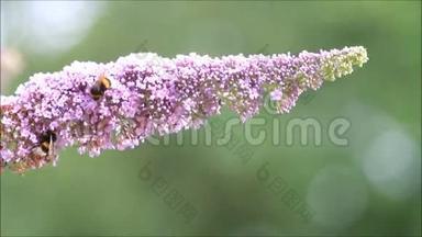 丁香紫色花朵上的大黄蜂