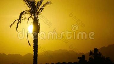 日落时热带棕榈树剪影