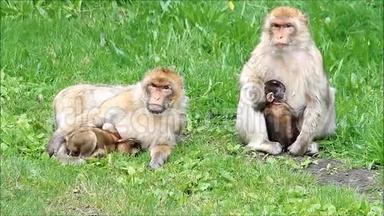 可爱的<strong>猴</strong>子西尔瓦娜和她的孩子