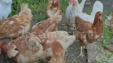 小鸡去寻找姜味食品夏耕家禽慢动作视频
