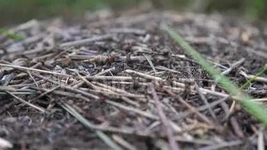 森林中的团队合作概念蚁丘。 生活方式大蚁丘，森林里的草地上有蚂蚁