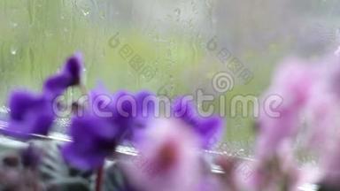 雨滴沿着窗户上的玻璃流下来。 窗台上开着粉红色和<strong>紫色</strong>的美丽<strong>花朵</strong>
