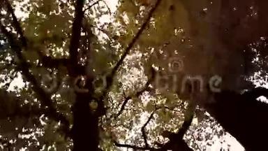 上观高大的枫树秋天公园电影