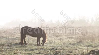 春天黎明时分，马在草地上吃草