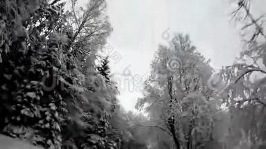 路边的高大树木覆盖着雪