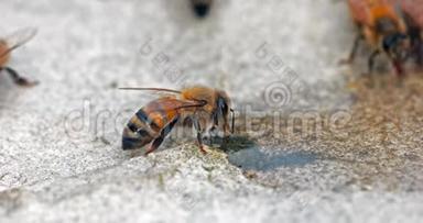 欧洲蜂蜜蜜蜂，蜜蜂，石头上的蜜蜂，诺曼底，实时4K