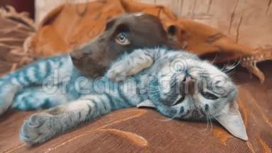 猫和狗睡在一起的生活方式有趣的视频。 猫和狗在室内的友谊。 宠物友谊和爱猫
