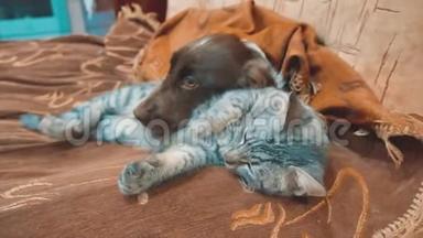 猫和狗的生活方式是睡在一起有趣的视频。 猫和狗在室内的友谊。 宠物友谊和爱猫