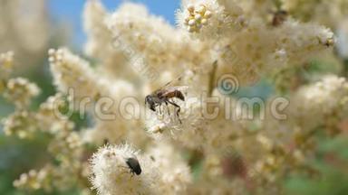 蜜蜂特写采集花蜜，在树枝上授粉。 昆虫收集盛开的黄花的花蜜