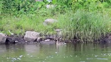 小鸭子在鸭子里游泳。 俄罗斯埃卡捷琳堡。