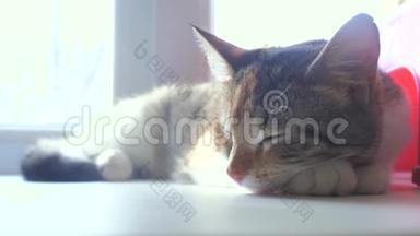 猫纹三色睡眠概念.. 猫睡在窗台上，生活方式窗台上，阳光和窗户是一样的