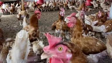 家禽养殖场的鸡，免费范围