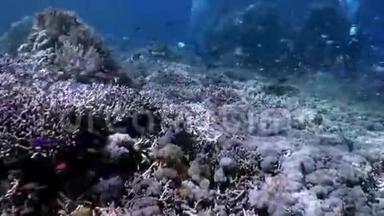 海底礁坡海底学校用彩色鱼