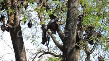 蝙蝠挂在树枝上马来亚蝙蝠或莱尔的飞狐科学名为PteropusLylei，低视角镜头