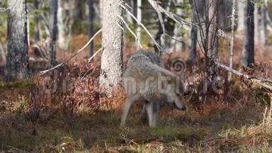 欧亚狼，又称灰狼或灰狼，又称木材狼。 科学名称：Canis狼疮。 自然生境