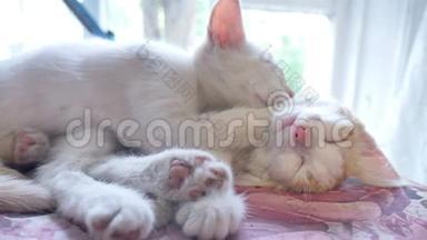 小猫白猫睡在红色小猫身上，有趣的<strong>友谊</strong>宠物慢动作<strong>视频</strong>