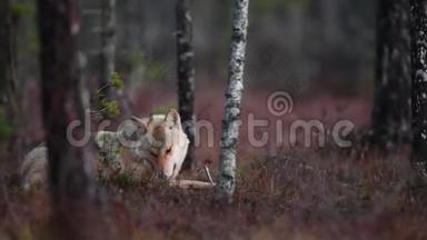 欧亚狼，又称灰狼或灰狼，又称木材狼。