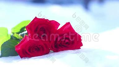 雪上的红玫瑰。 一朵花，一个冬天，一场霜