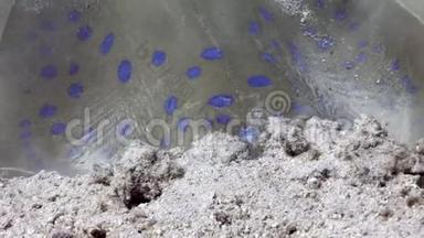 蓝斑黄貂鱼钻入海底的沙子红海。