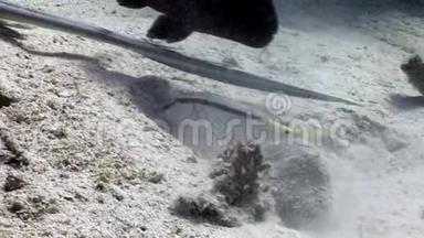 蓝斑黄貂鱼钻入海底的沙子红海。