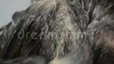 一个中年妇女的过度生长的灰色根，她用特殊的刷子给自己的头发涂上颜色。 深色头发，白色