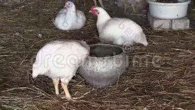 肉鸡养殖场摊位.. 有水的锅，喂食器，谷物，稻草