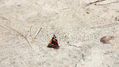 沙滩上的红黑蝴蝶