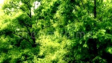 梦幻的森林-为效果增添了光彩