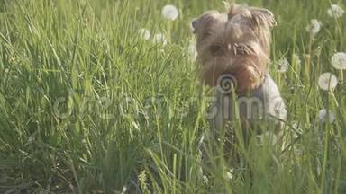 狗约克郡猎犬在草地上散步，嗅着蒲公英的慢动作<strong>视频</strong>。 慢<strong>视频生活</strong>方式狗