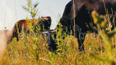 农场牛在<strong>牧场</strong>放牧。 在野外放牧。 <strong>奶牛</strong>吃草。 <strong>奶牛</strong>吃草。
