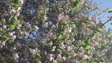 3.照相机在阳光明媚的春天里沿着苹果树开出朵朵白色的花