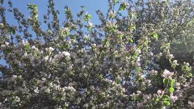 3.照相机在阳光明媚的春天里沿着苹果树开出朵朵白色的花