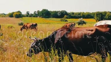 农场牛在牧场放牧。 在野外放牧。 奶牛吃草。 奶牛吃草。
