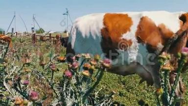 <strong>田野</strong>背景上的奶牛画像.. 农场上漂亮有趣的牛。 吃着<strong>青草</strong>