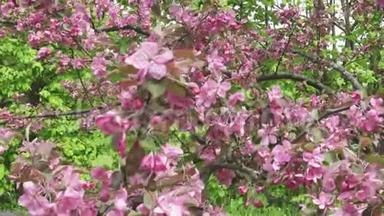3.照相机在阳光明媚的春天里沿着苹果树开出一朵朵红花