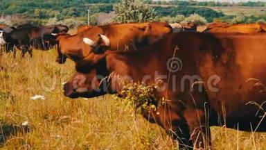 农场牛在牧场<strong>放牧</strong>。 在野外<strong>放牧</strong>。 <strong>奶牛</strong>吃草。 <strong>奶牛</strong>吃草。