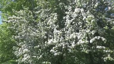3.照相机在阳光明媚的春天里沿着苹果树开出<strong>朵朵</strong>白色的花