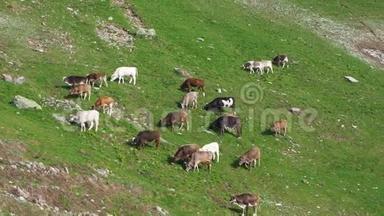 在高山<strong>草地上</strong>放牧的野<strong>牛群</strong>。 意大利阿尔卑斯山。 意大利